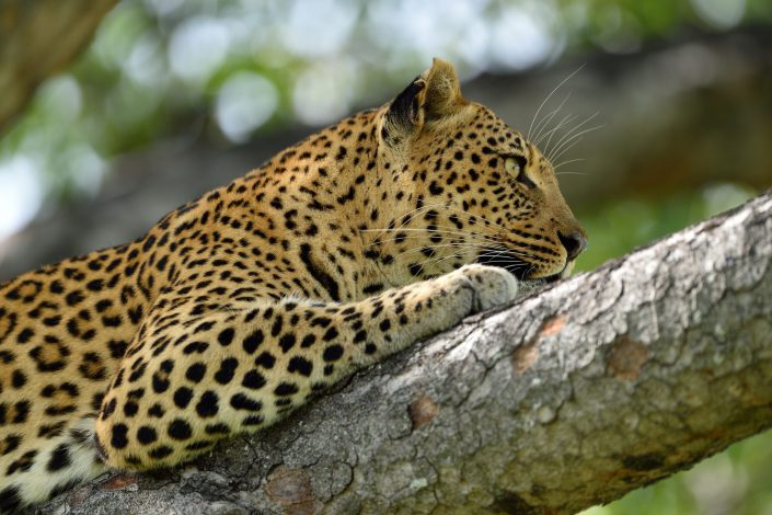 Leopard liegt angespannt auf dem Baum