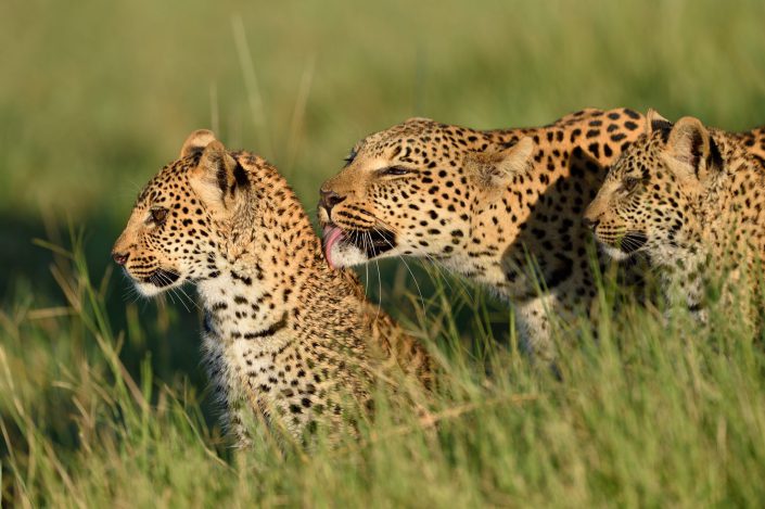 Portraits der drei Leoparden