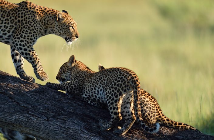 Leopardenfamilie auf einem Baumstamm im Okavango Delta