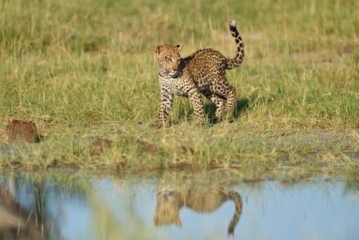 Leoparden in Botswana