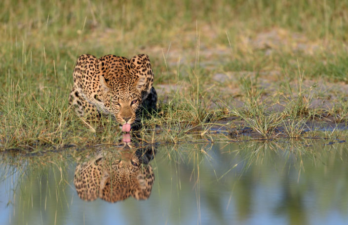 Leopard am Wasser mit Spiegelbild