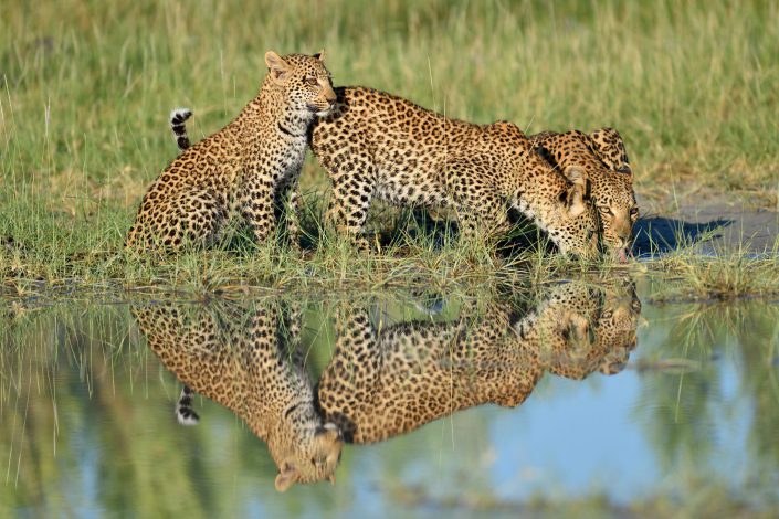 Drei Leoparden mit Spiegelbild am Trinken