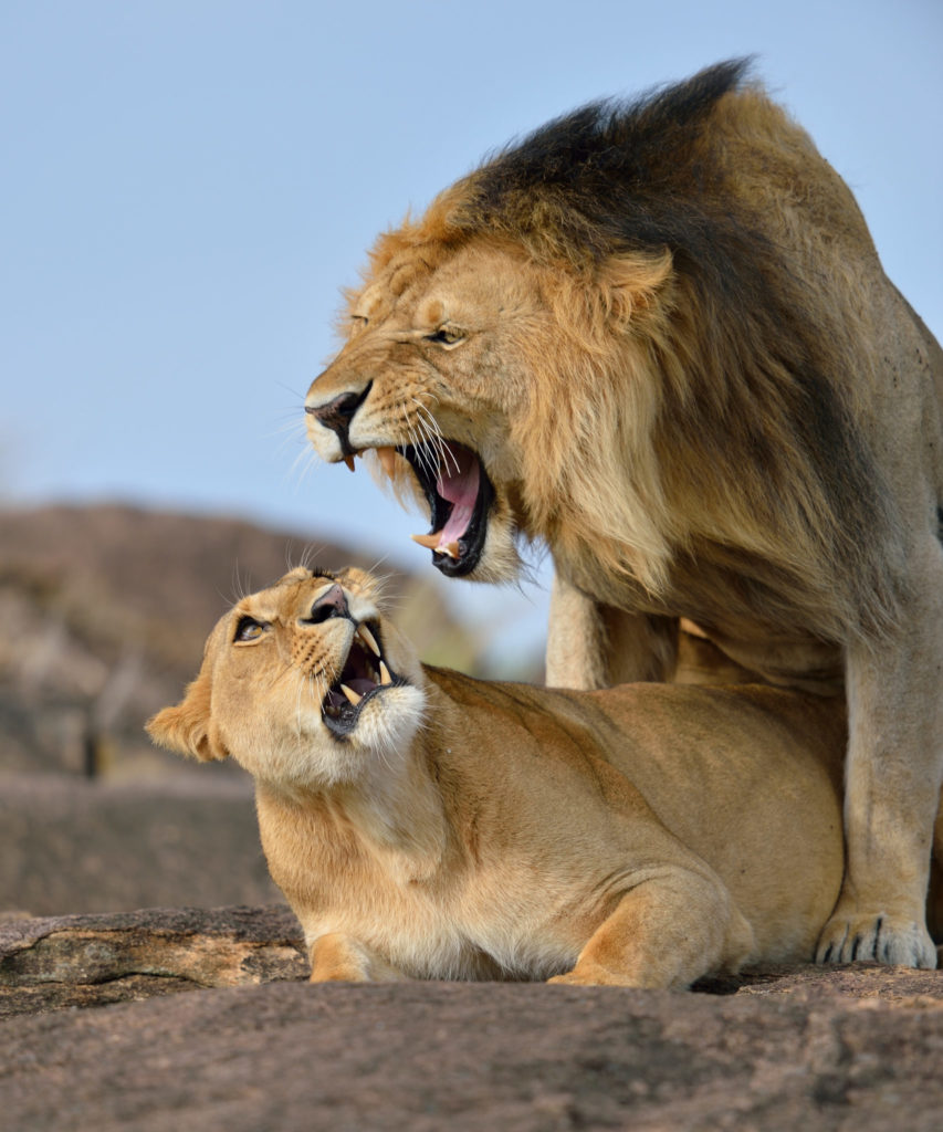 Löwengebrüll - Lion Roar
