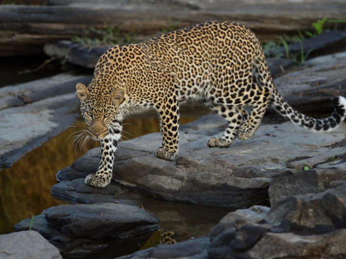 Masai Mara Leoparden 2016