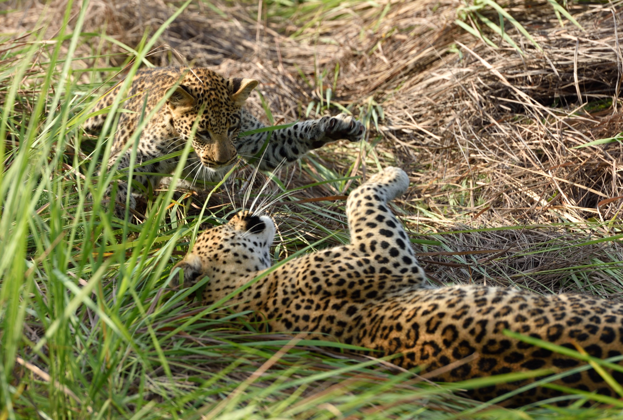 Leopardenspiel im hohen Gras