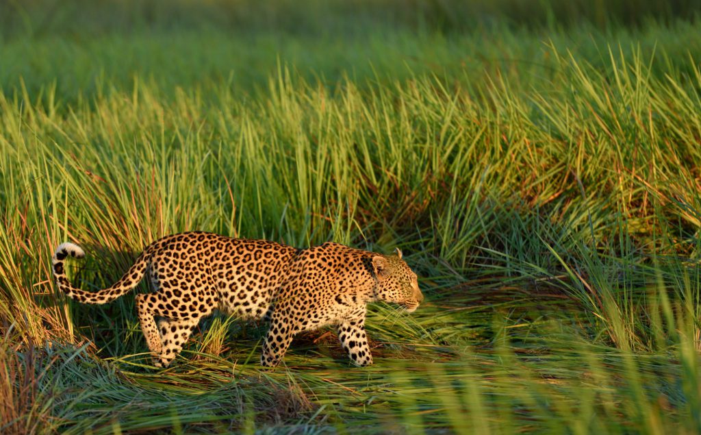 Leopard im Morgenlicht im Okavango Delta