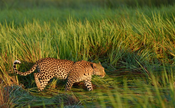 Leopard im Morgenlicht im Okavango Delta