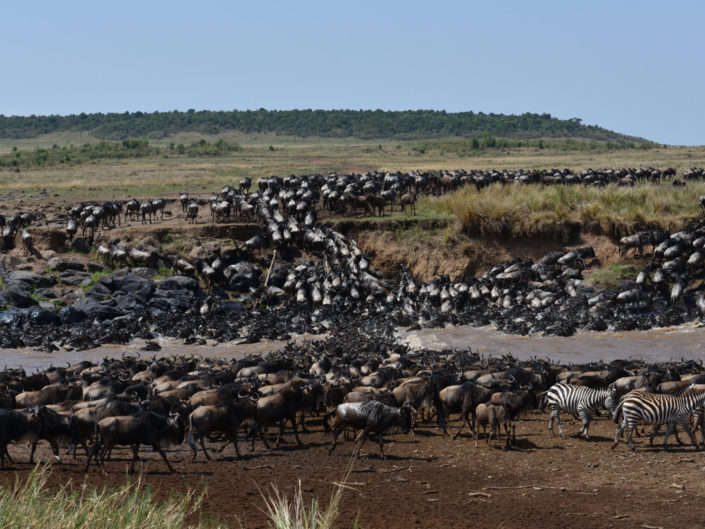 Masai Mara Crossings 2016