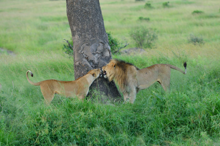 Löwenpaar am Baum