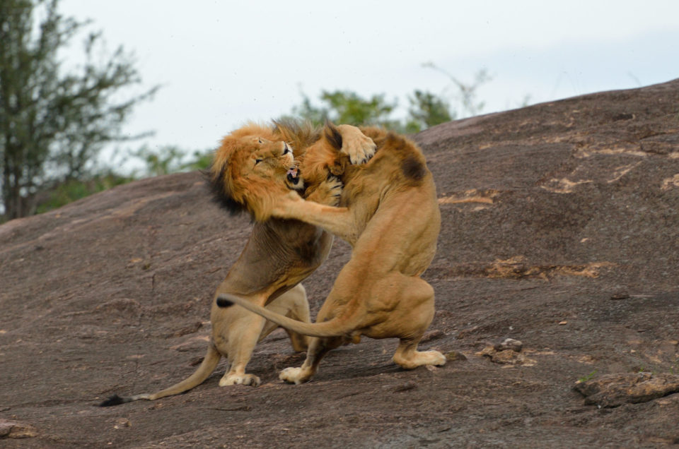 Löwenkampf in der Masai Mara