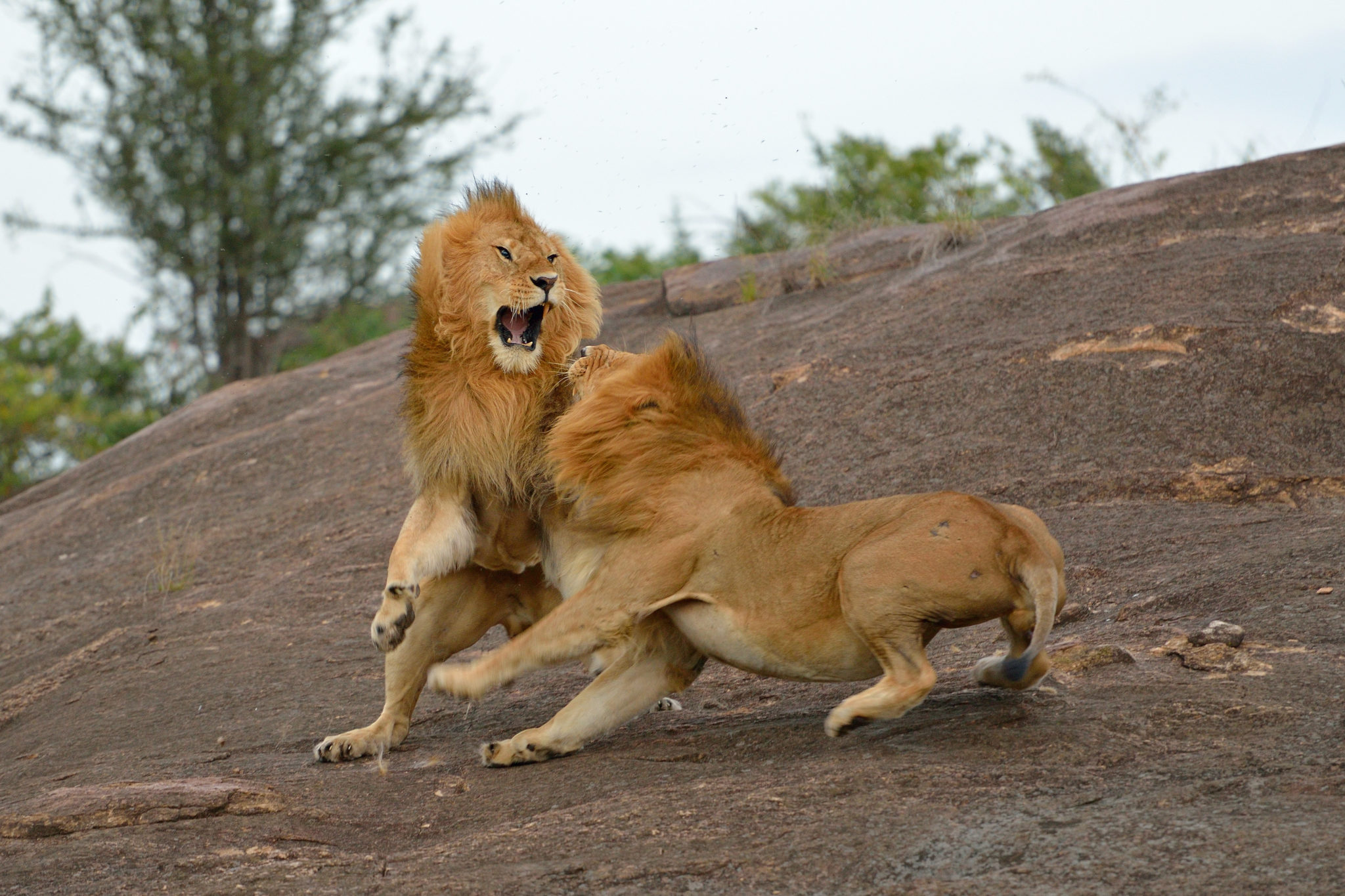 Löwenkampf mit Fellhaaren