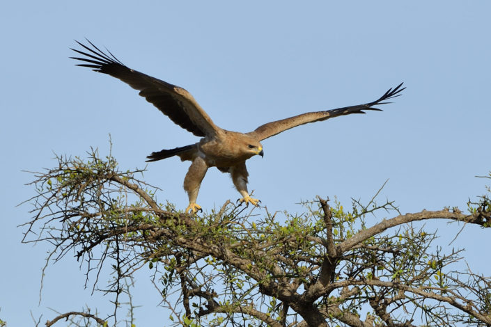 Masai Mara Tawny Eagle Raubadler