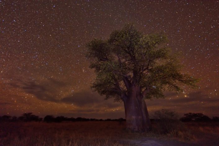 Baines Baobab Campsite BO2 Sternenhimmel