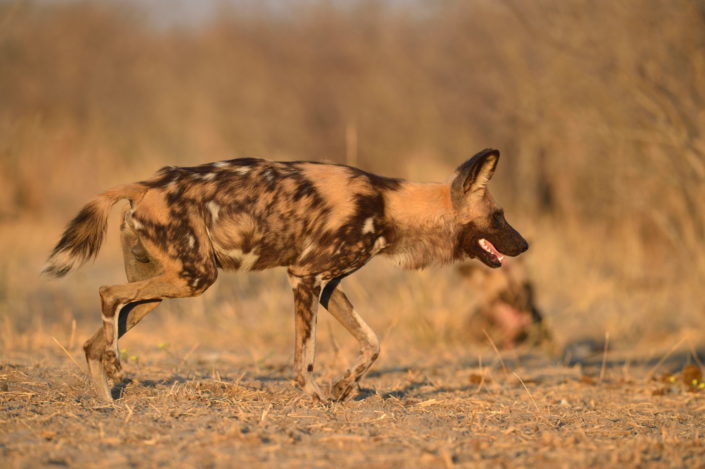 Wild Dog in Botswana
