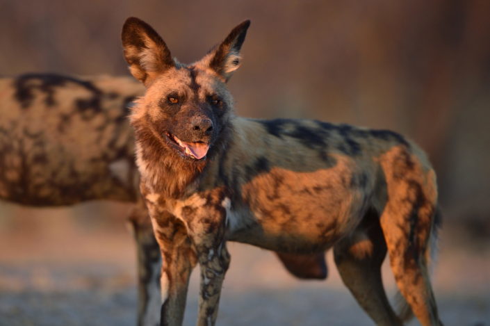 Wild Dog, Botswana