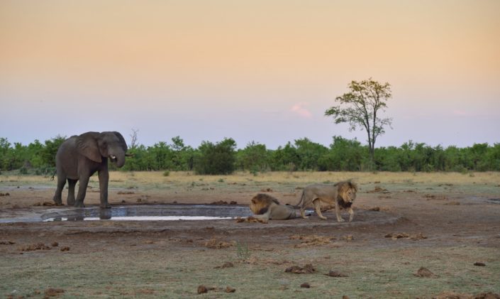 Male Lions - Löwen in Savuti