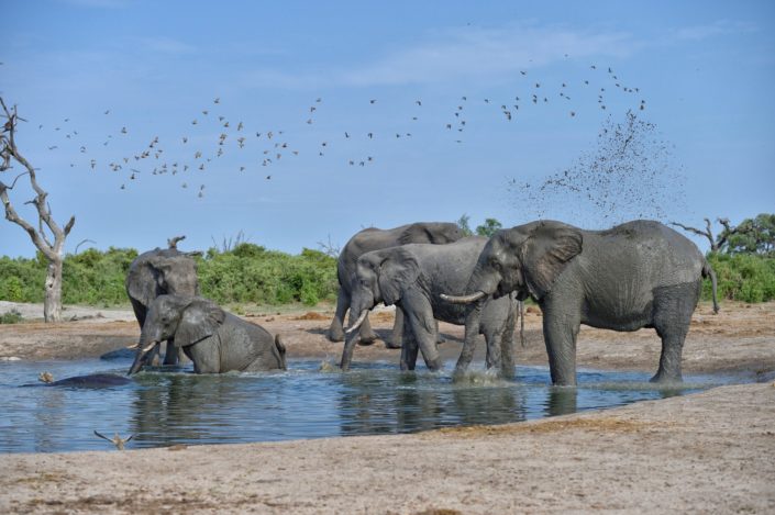 Savuti Wasserloch mit Elefanten