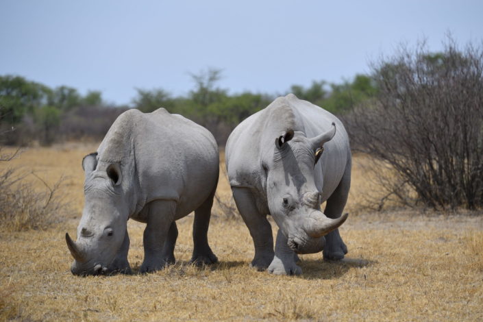 Khama Rhino Sanctuary Botswana