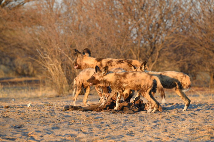 Wild Dogs in Botswana