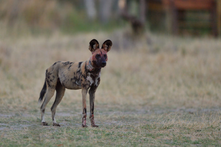 Wild Dog mit GPS-Halsband im Okavango Delta, Botswana