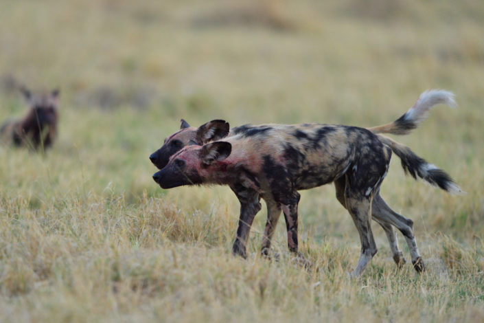 African Wild Dogs Hunting in Botswana