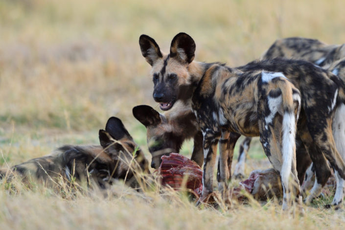 Junge Wild Dogs fressen eine Antilope