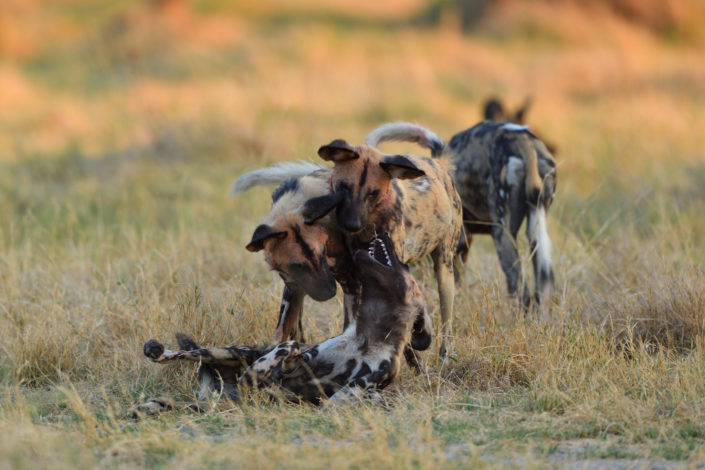 Rangkämpfe der Wild Dogs im Okavango Delta