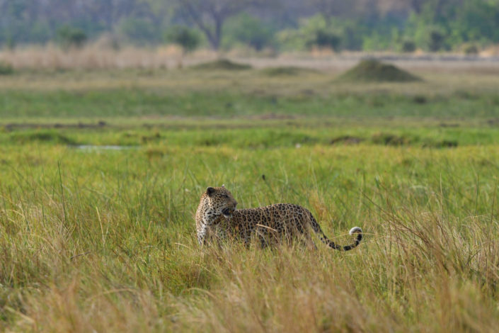 Moremi Okavango Botswana Khwai Leopard