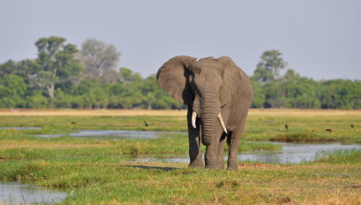 Moremi Okavango Botswana Khwai Elefant