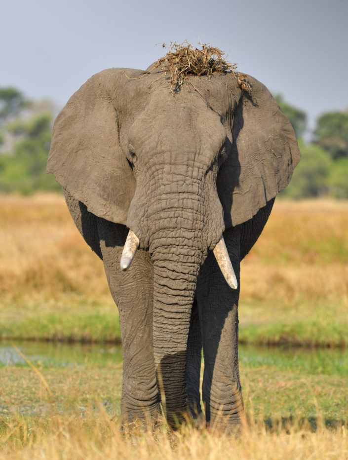 Moremi Okavango Botswana Khwai Elefant