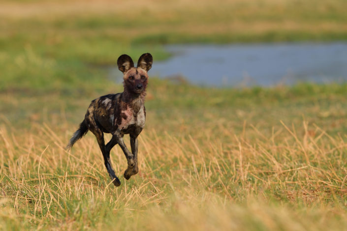 Moremi Okavango Botswana Khwai Wild Dog