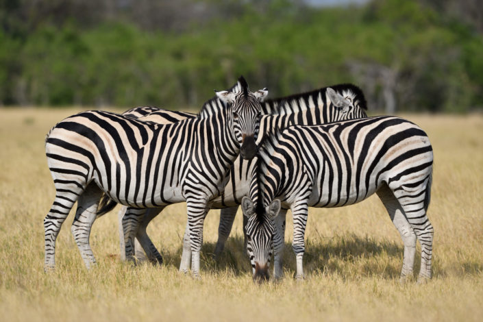 Moremi Okavango Botswana Khwai Zebras