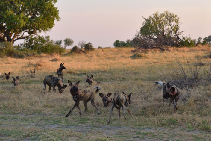 Wild Dog Pack im Moremi Game Reserve, Okavango Delta, Botswana