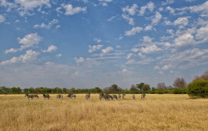 Moremi Okavango Botswana Khwai Zebra