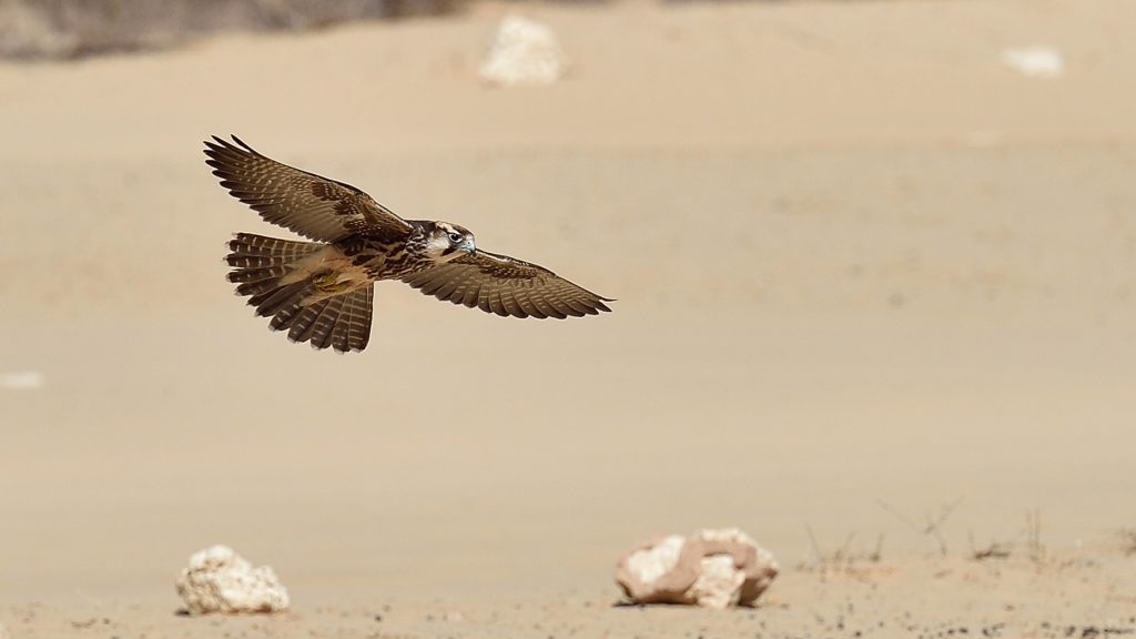 Anflug auf das Cubitje Quap Wasserloch