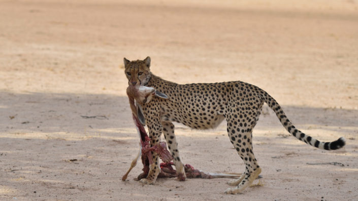 Cheetah mit Beute im Auob Tal