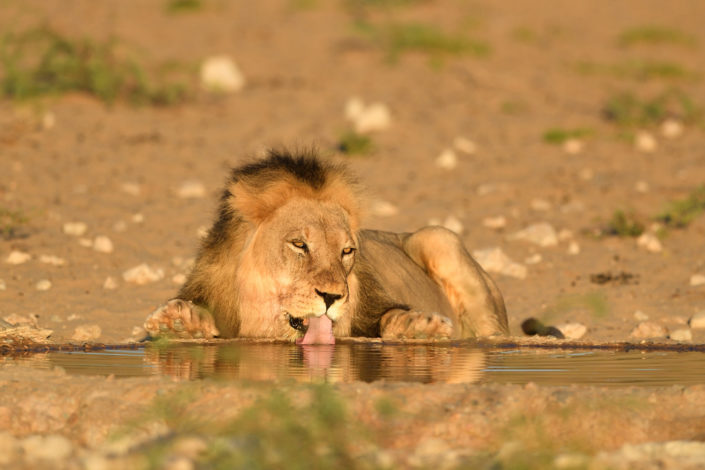 Löwe trinkt am Leeuwdril Wasserloch