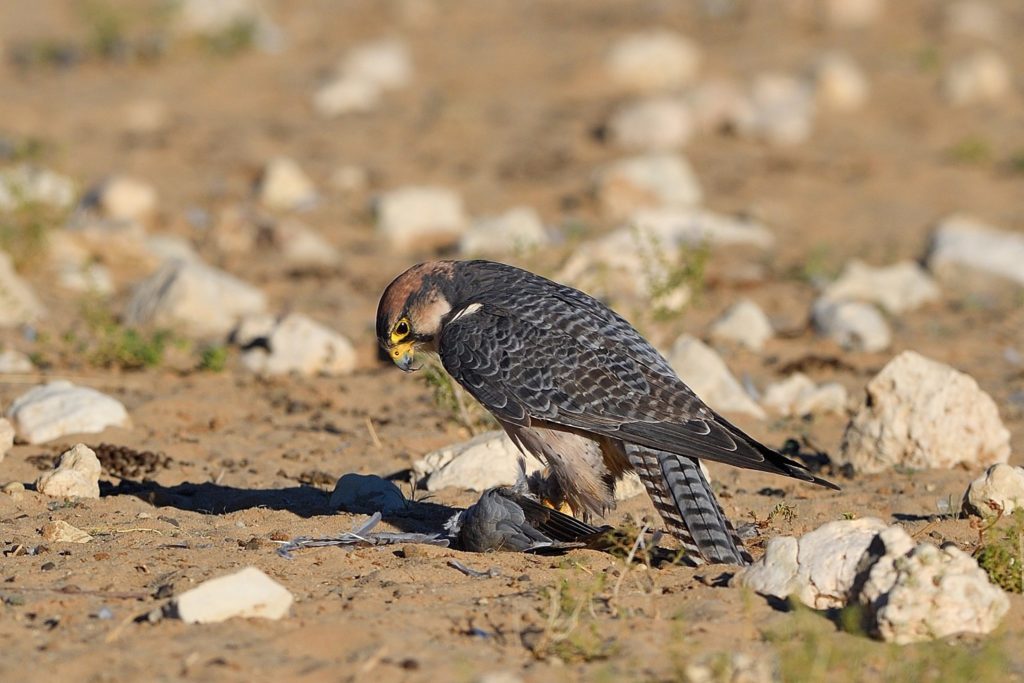 Der Falke muss sich beim Fressen beeilen
