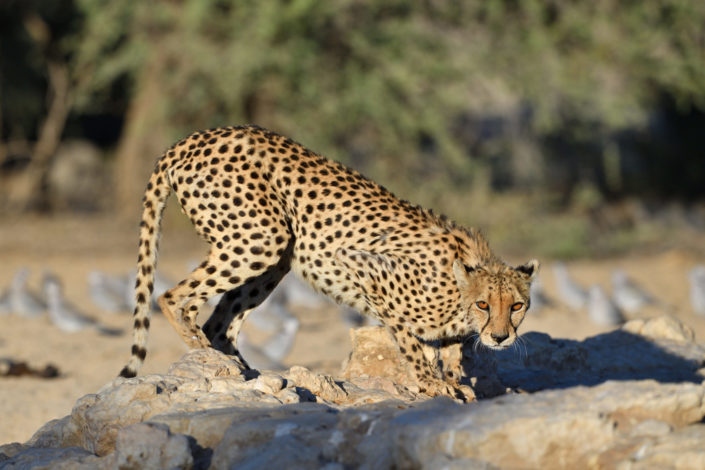 Cheetah am Cubitje Quap