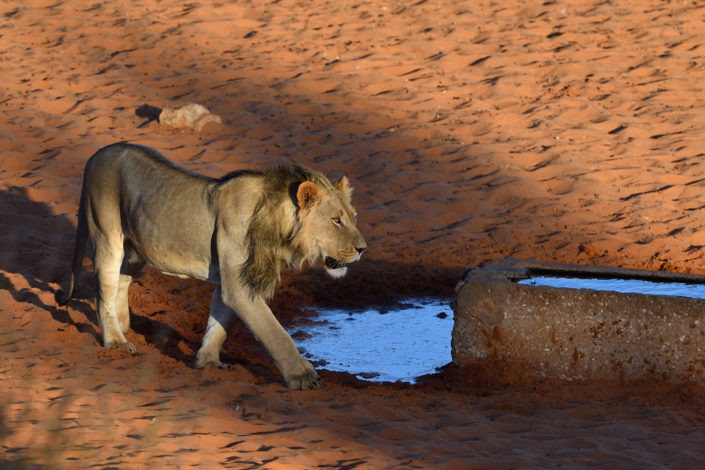 Löwe am Gharagab Wasserloch