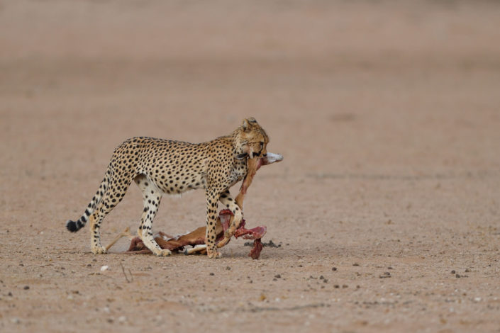 Junger Gepard mit einem Sprinbock als Beute