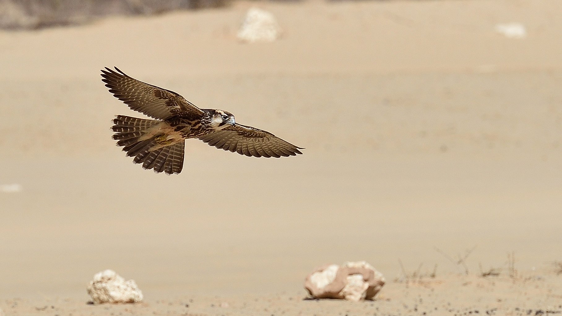 Anflug auf das Cubitje Quap Wasserloch
