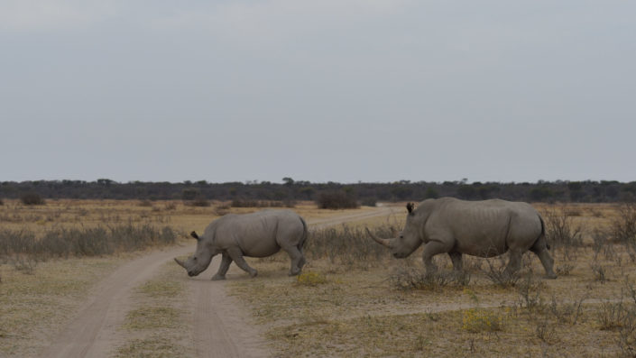 Nashörner marschieren über die Strasse