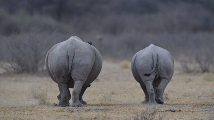Nashorn-Mutter mit Sohn von hinten