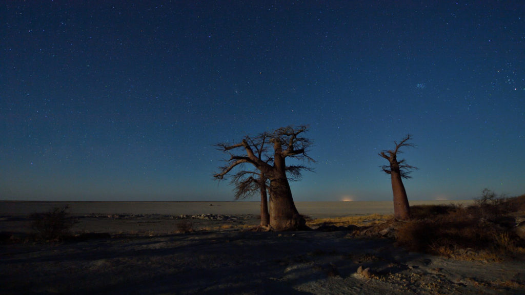 Baobabs im Mondschein