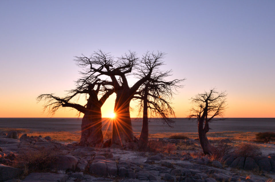 Baobab Gruppe bei Sonnenaufgang