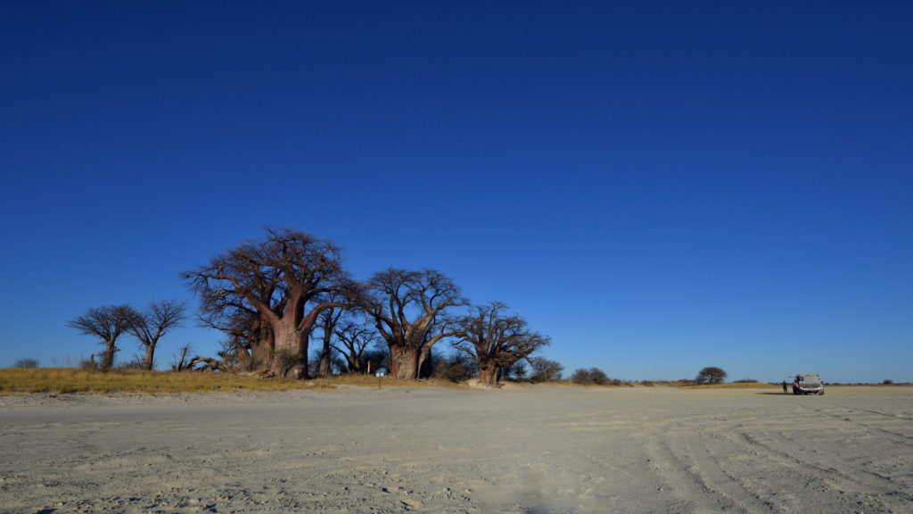 Baobab Bäume unter blauem Himmel