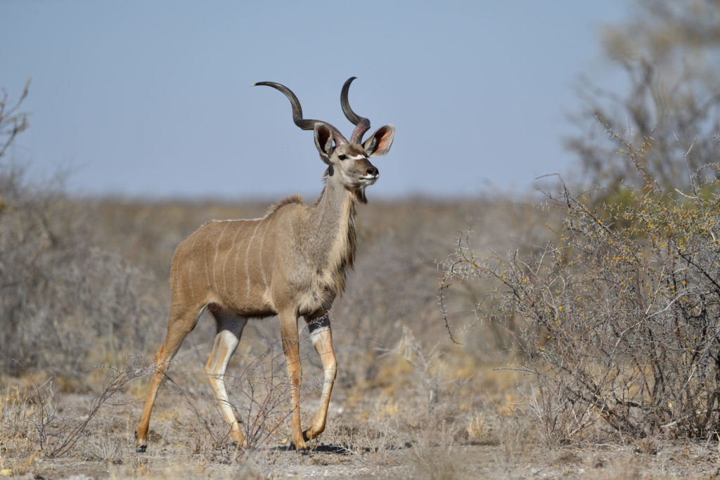 Kudubock im Central Kalahari Game Reserve