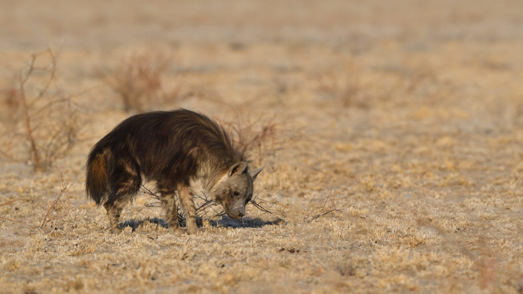brown hyena at Central Kalahari Game Reserve