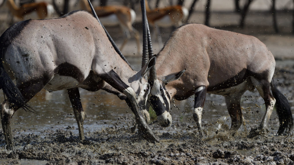 Oryx Fight